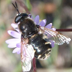 Stratiomys singularior